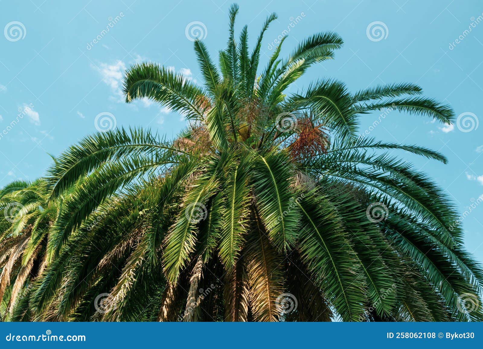 Palm Trees In The Park Against The Blue Sky Stock Photo Image Of palm-trees-in-the-park-against-the-blue-sky-stock-photo-image-of