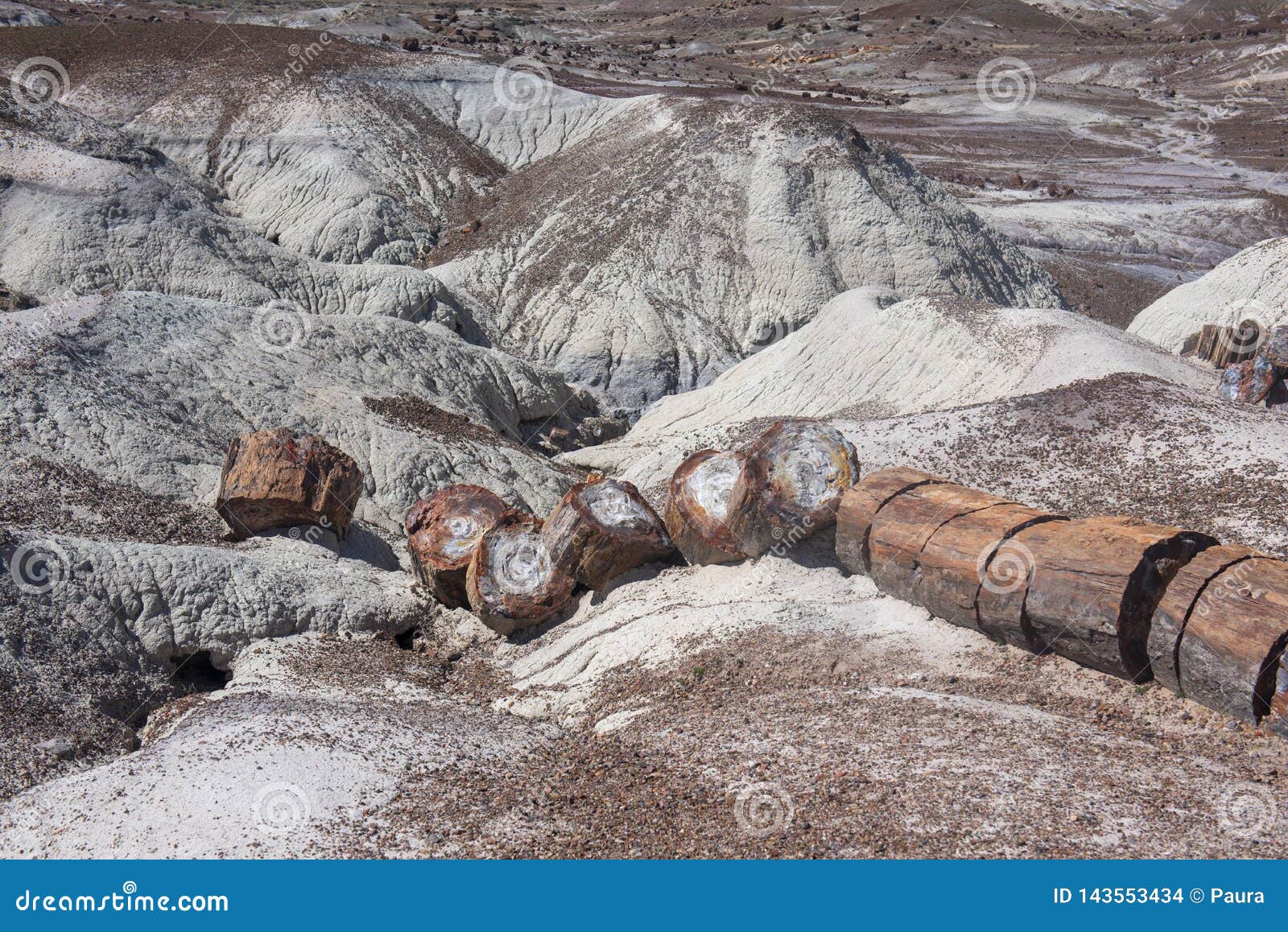 petrified forest national park