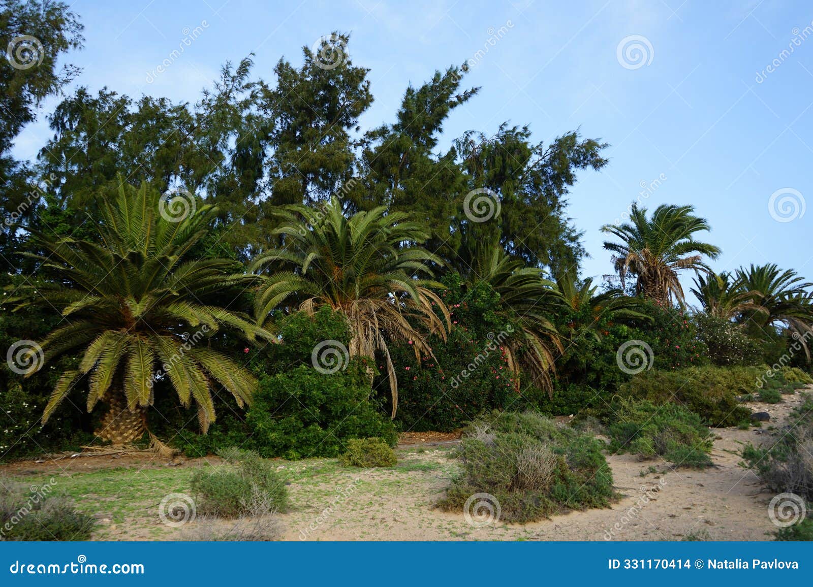 landscape with phoenix canariensis palms, flowering nerium oleander bushes and other plants in october. costa calma, spain.