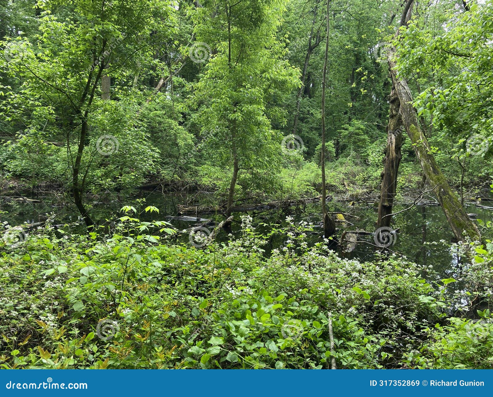 lush green forest swamp in spring in may