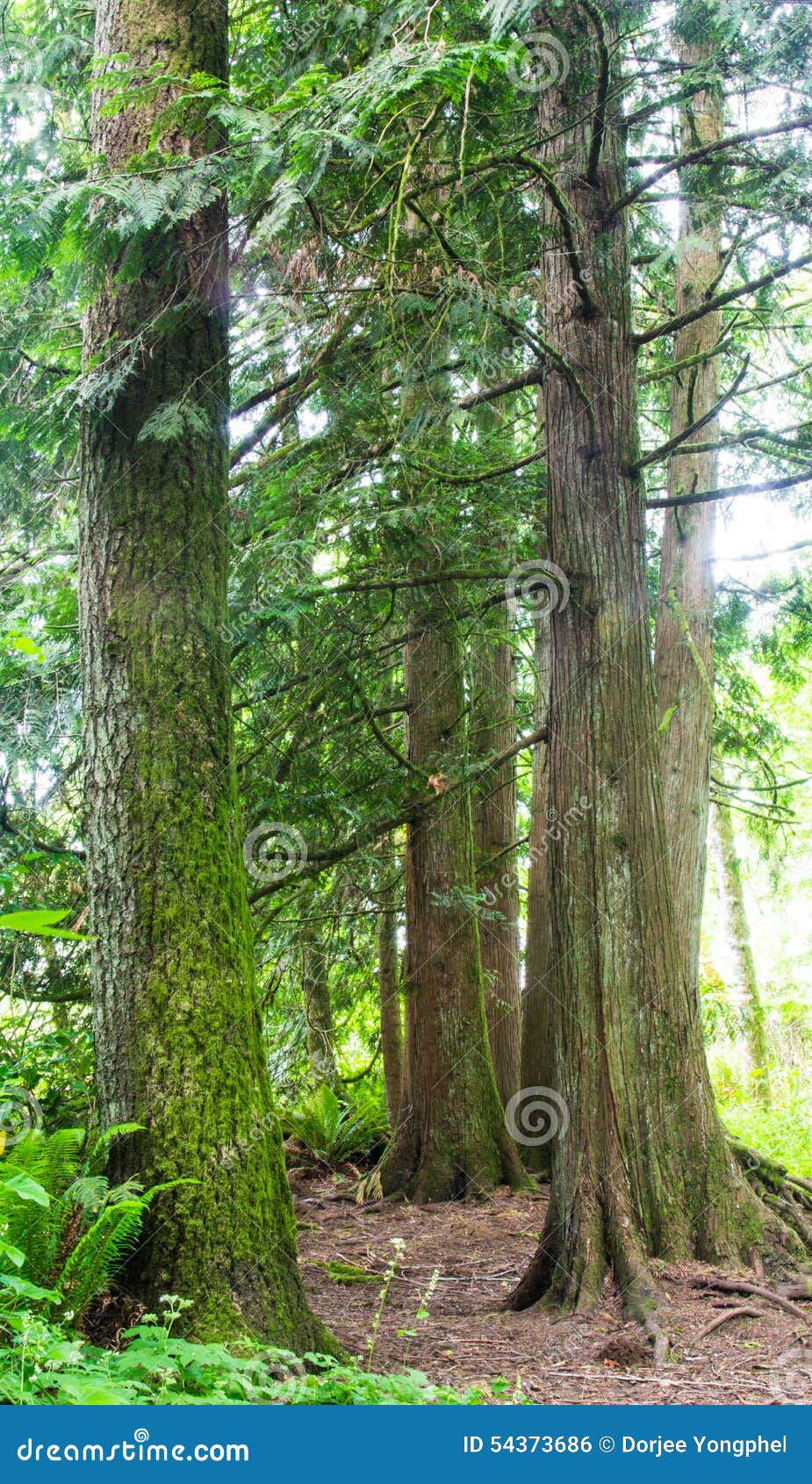 Tualatin Cook Park Stock Photos Free & RoyaltyFree Stock Photos from Dreamstime