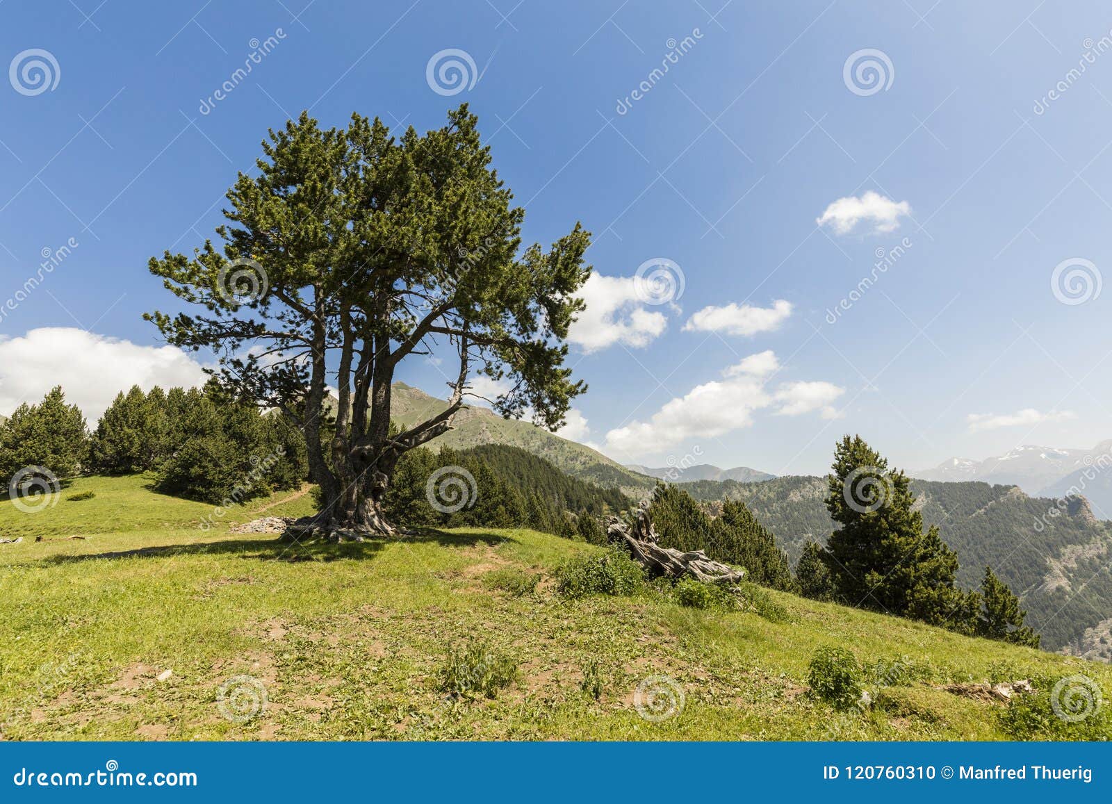 landscape with pine on the coll de la botella in the area pal arisal, andorra