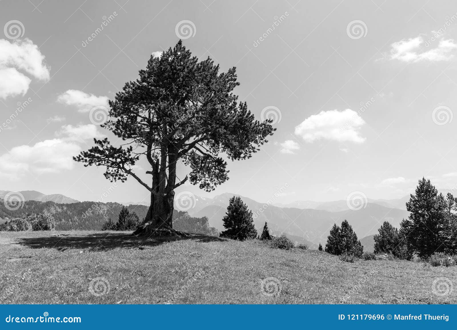 landscape with pine on the coll de la botella in the area pal arisal