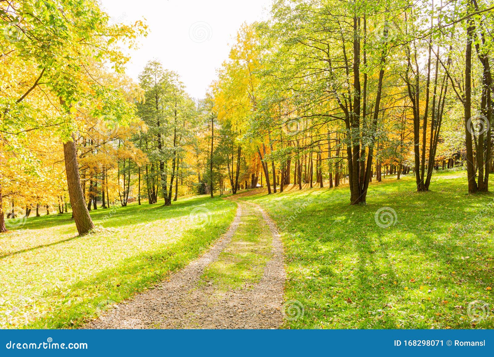 Landscape with Pine Forests in the Mountains in Summer Stock Image