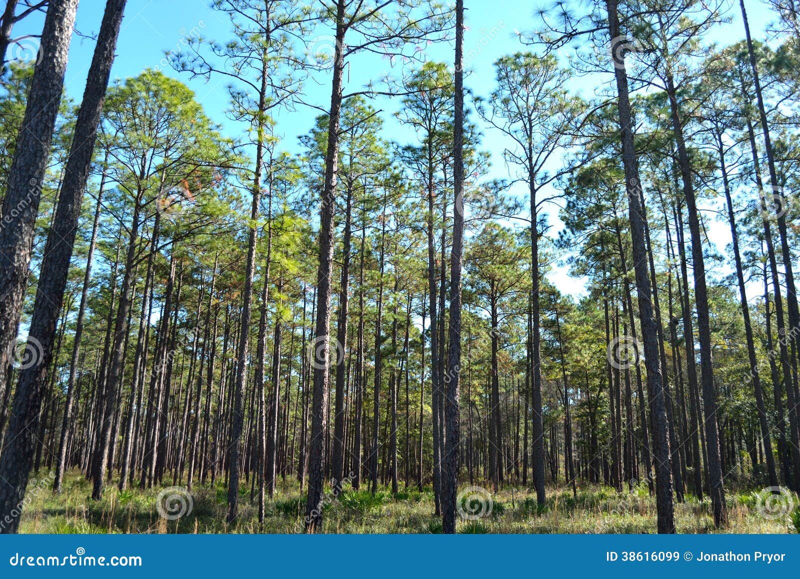 landscape planted pines on forestry land 2