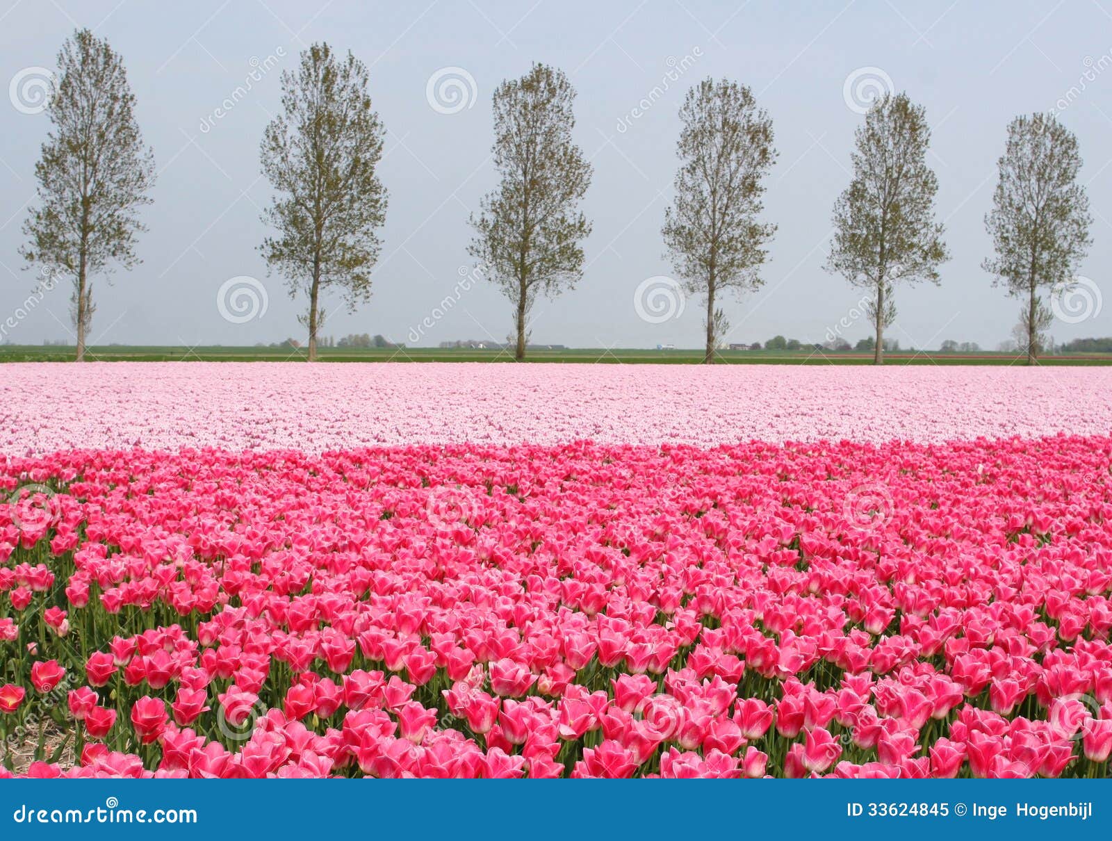pink tulips landscape along the touristic bulb route, noordoostpolder, flevoland, netherlands