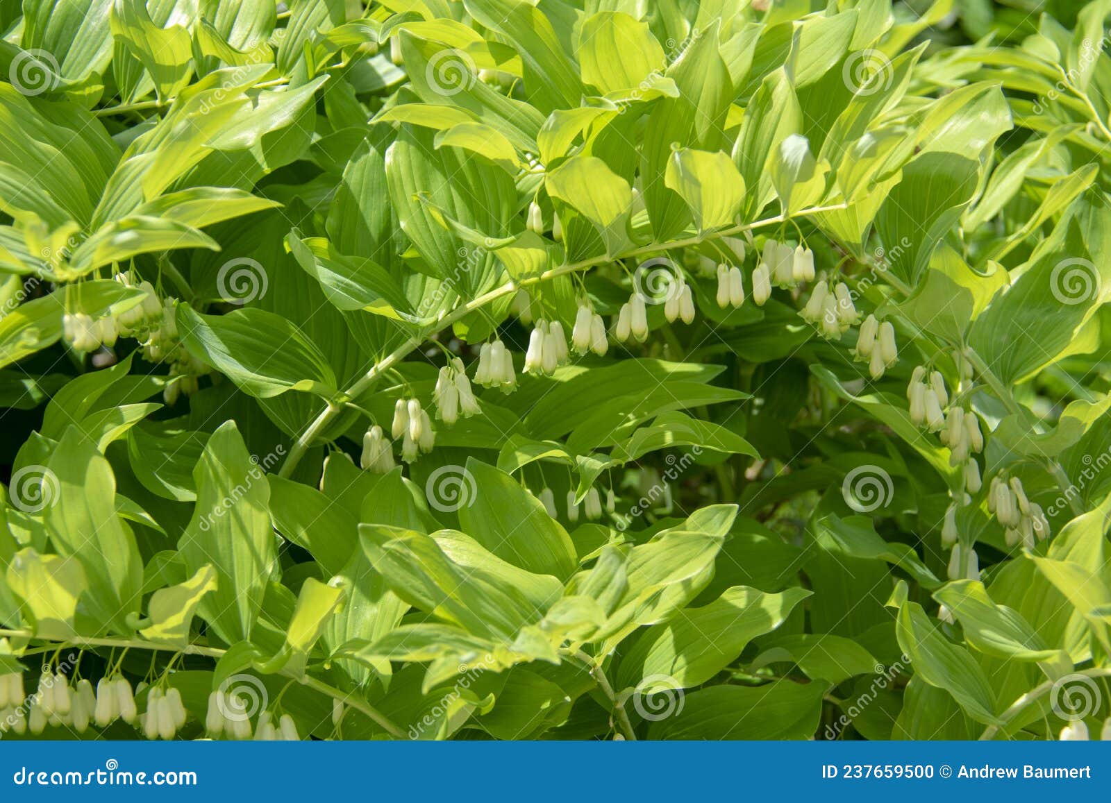 landscape of polygonatum biflorum smooth solomans seal in garten der welt marzahn berlin germany