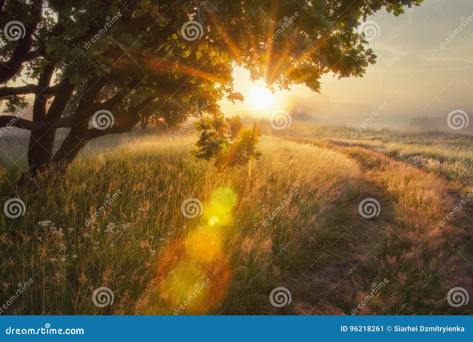 landscape rays of sun through branches of tree. early autumn on morning sunrise solar glare