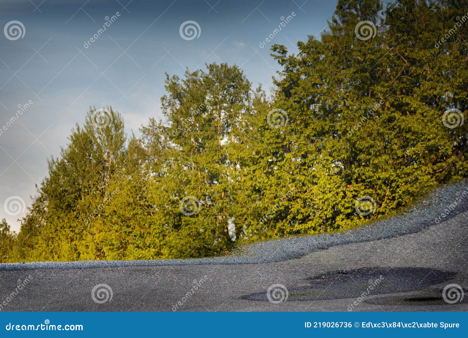 landscape. the reflection of green trees and blue skies puddles on gray, damp asphalt just after the rain