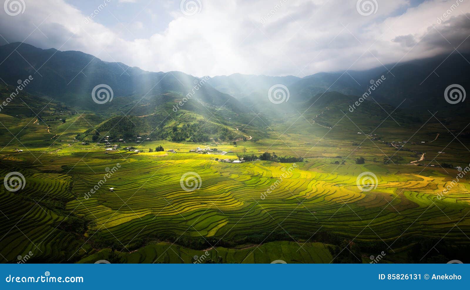landscape of rice field in tule