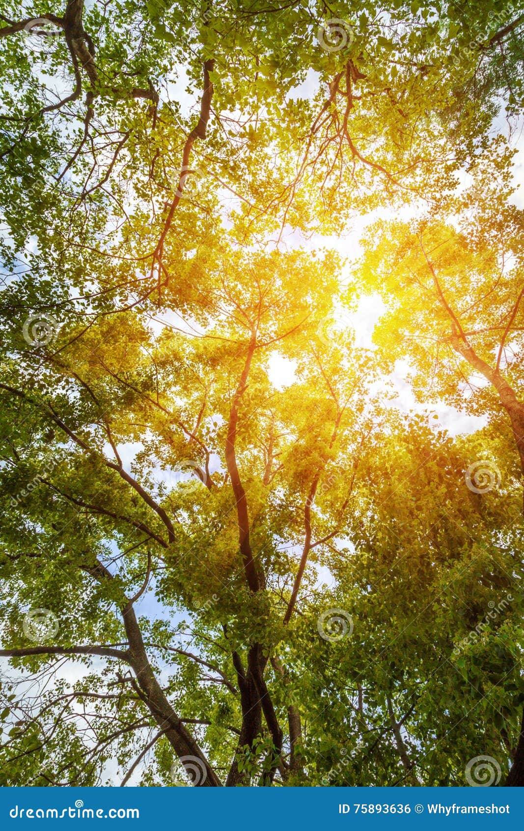 Landscape of Rubber Trees, Nature Background Stock Photo Image of