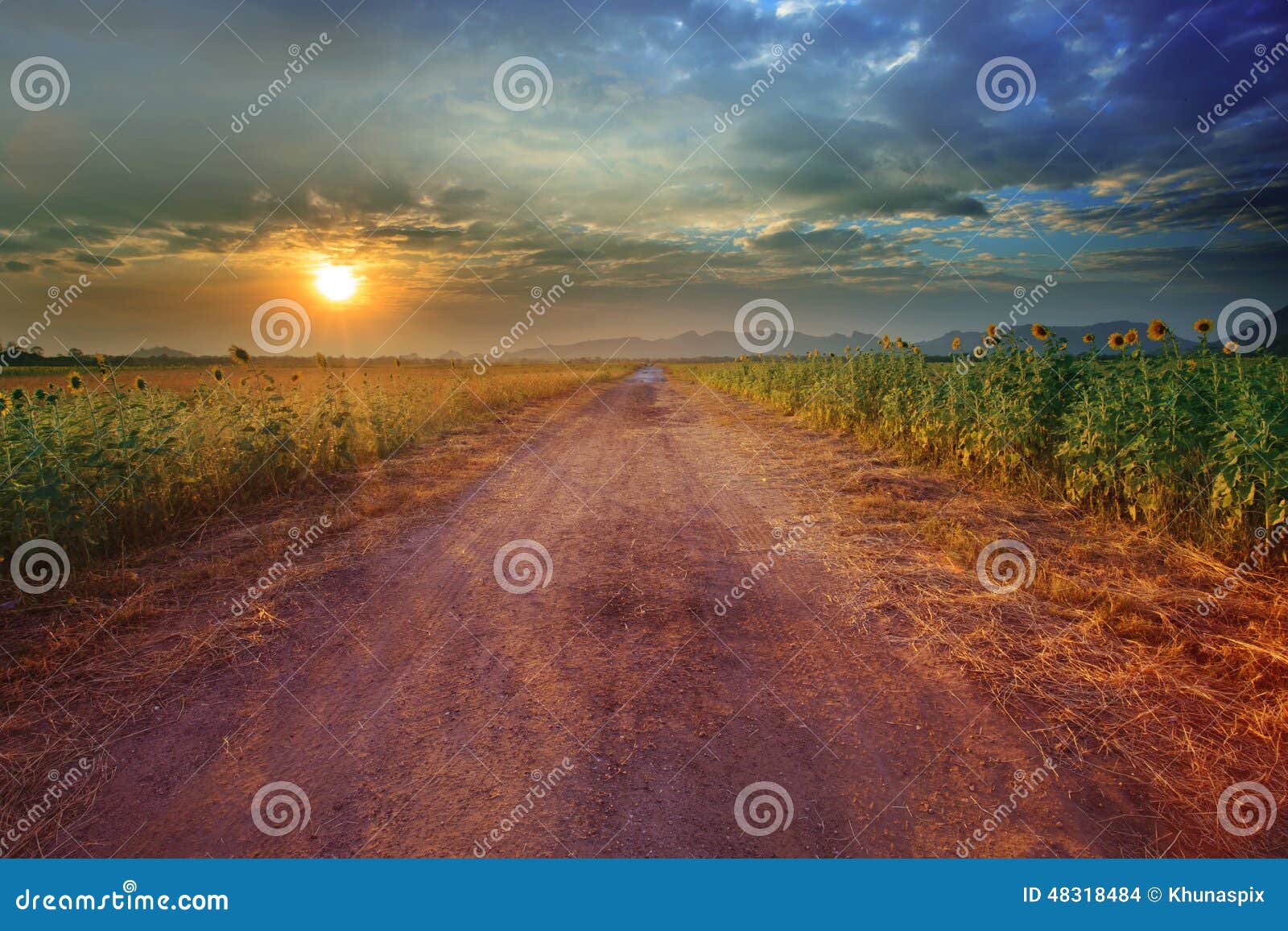 landscape of rural road perspective to sunflower farm field with
