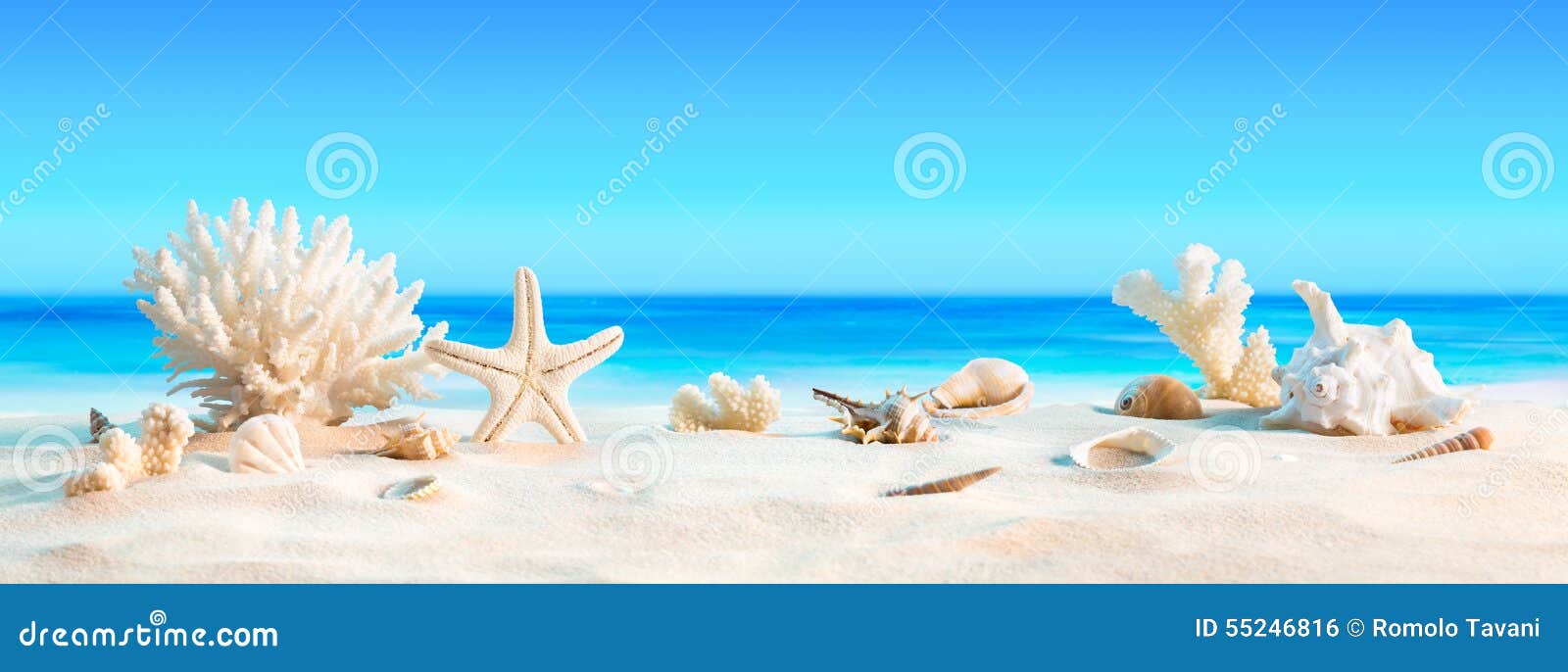 landscape with seashells on tropical beach