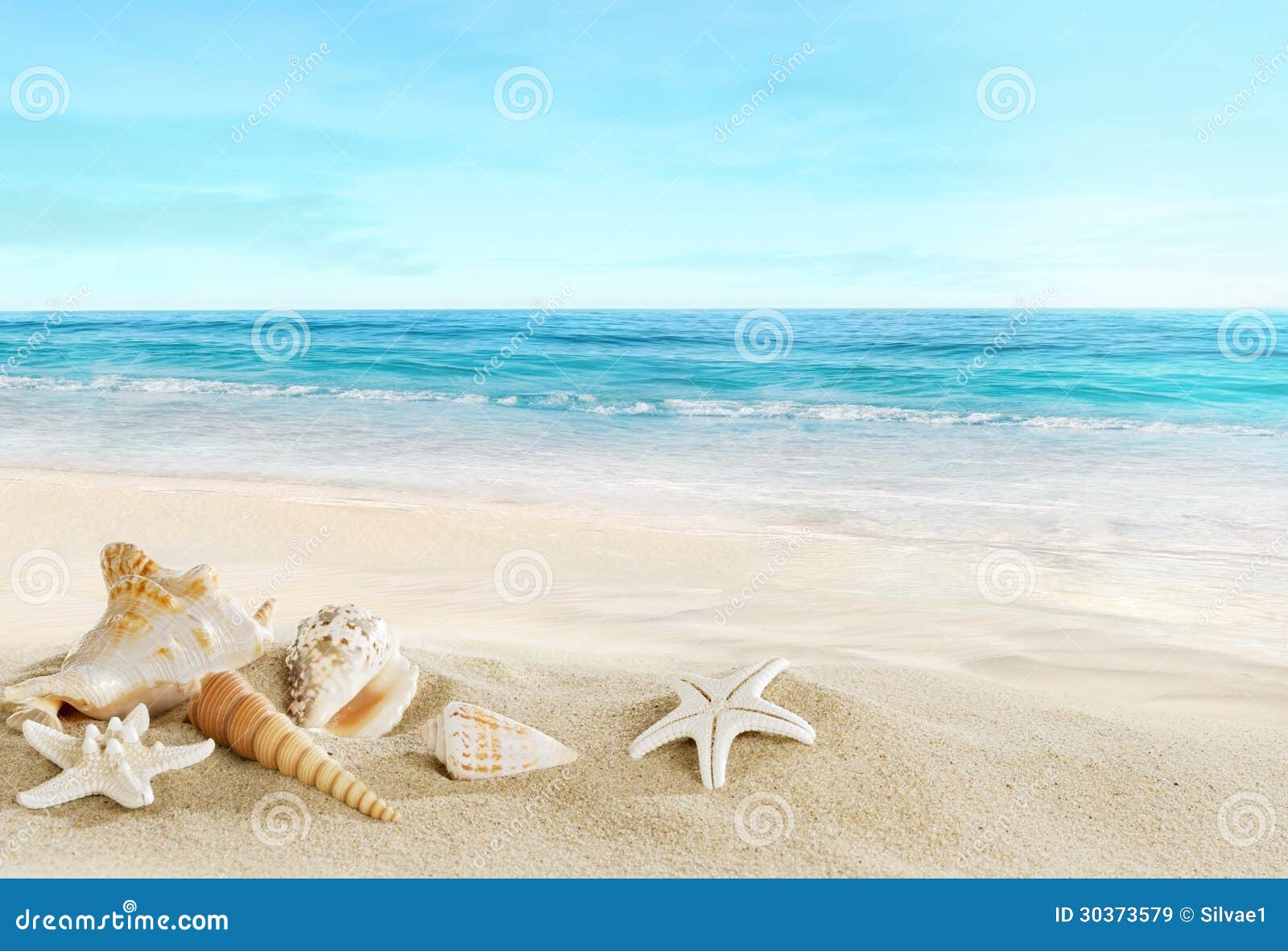 landscape with shells on tropical beach