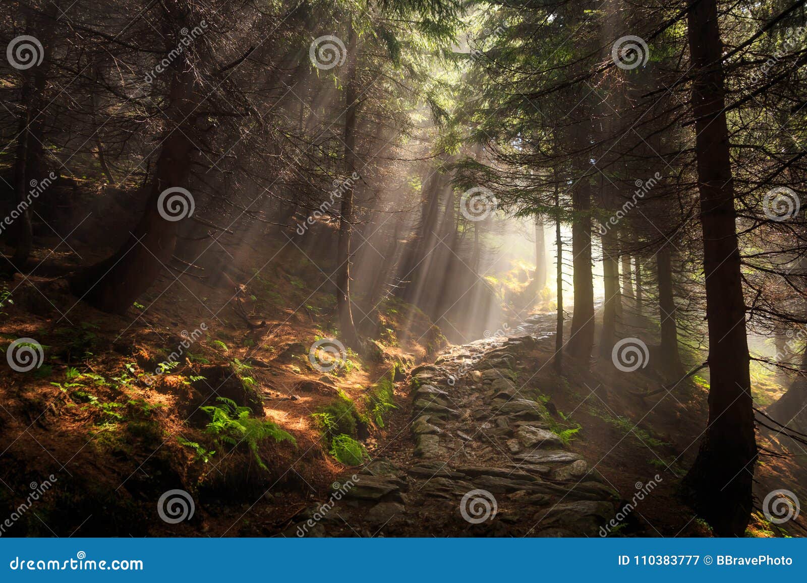 amazing landscape showing beams of light shine through the trees in a forest, creating a magical and mystic atmosphere