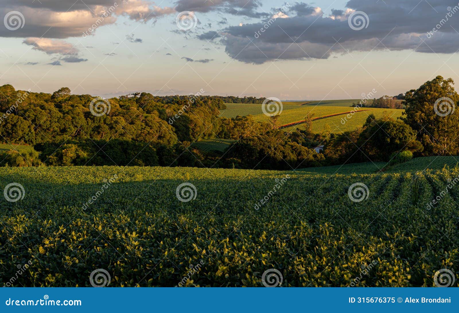 landscape of soybean fields in rio grande do sul, brazil