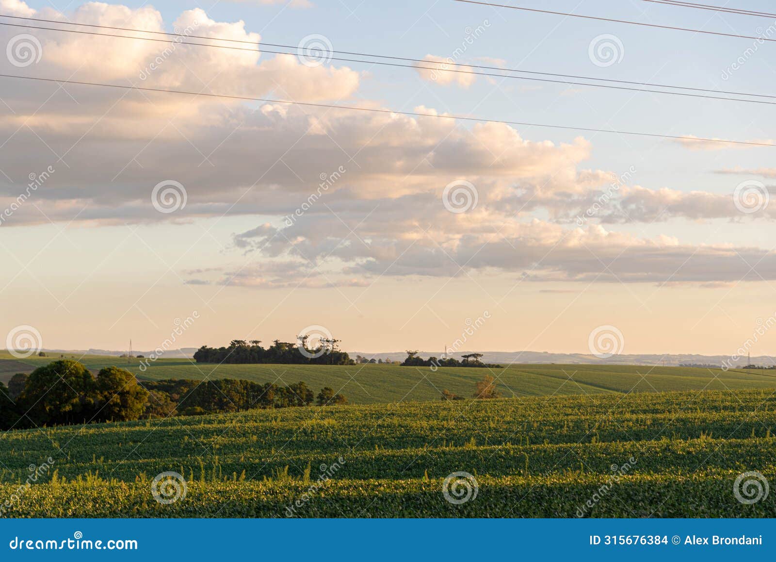 landscape of soybean fields in rio grande do sul, brazil