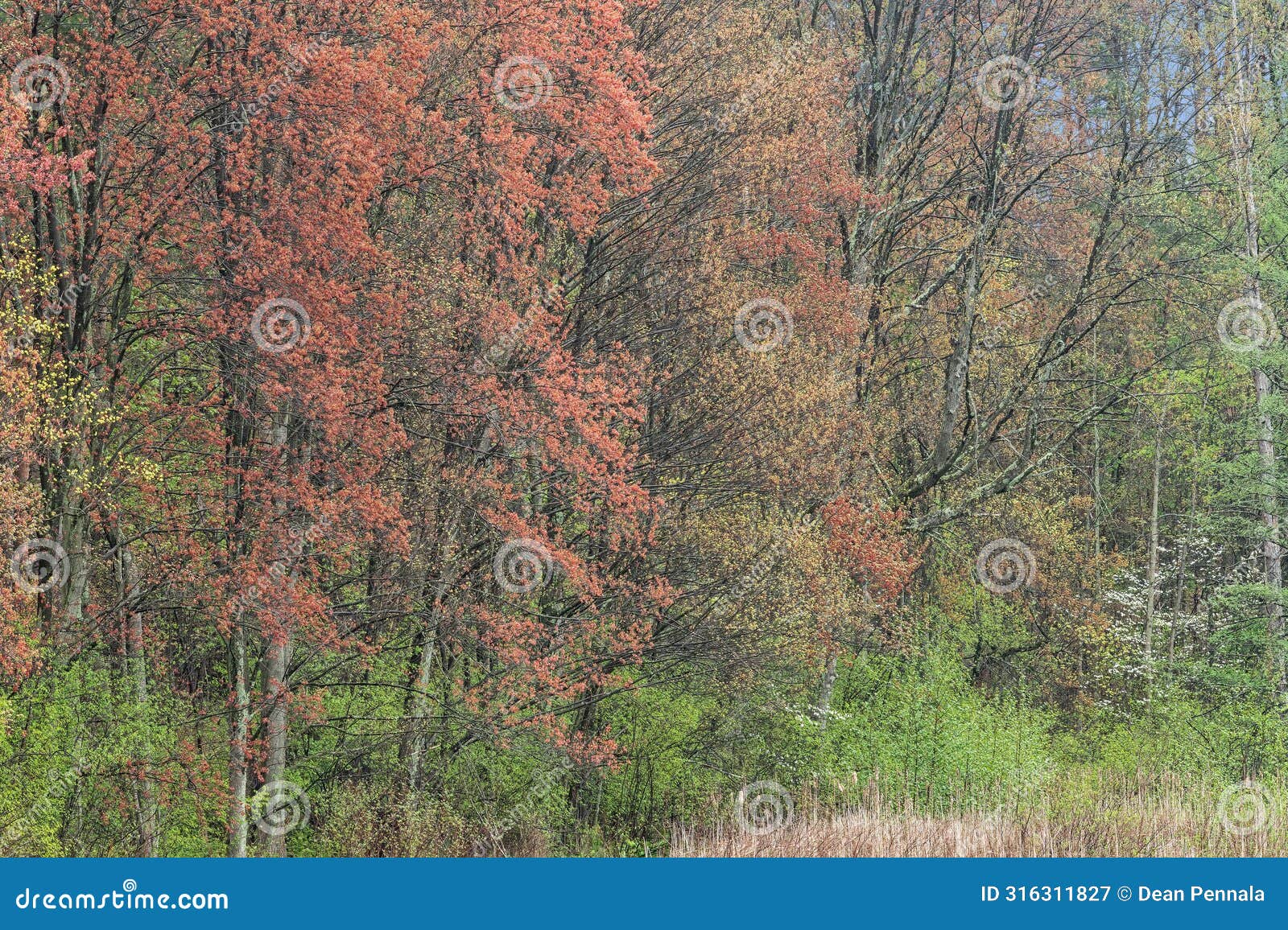 spring forest on shoreline of douglas lake