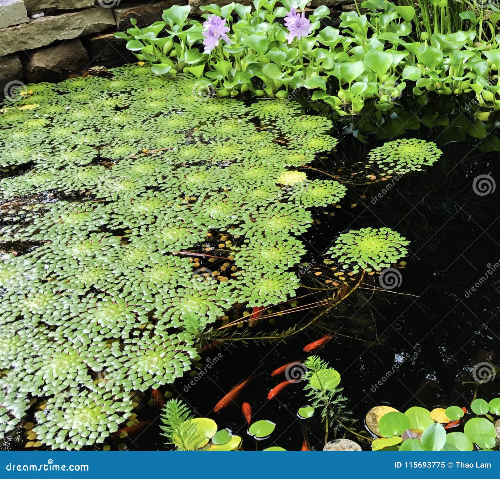 This koi pond modelled after the islands belonging to a national