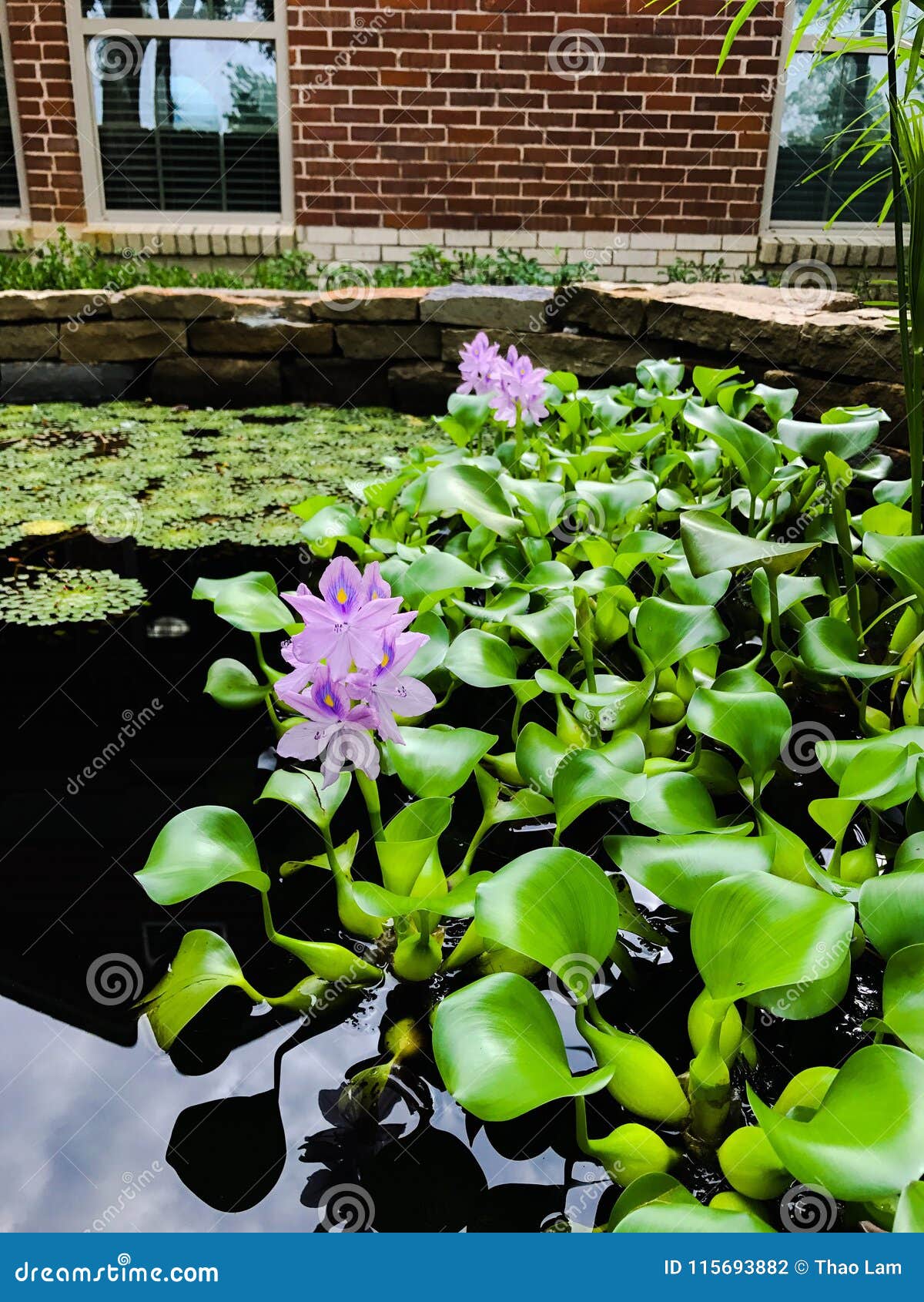 Blooming Water Garden Stone Wall Pond With Mosaic Bog Flower Plant
