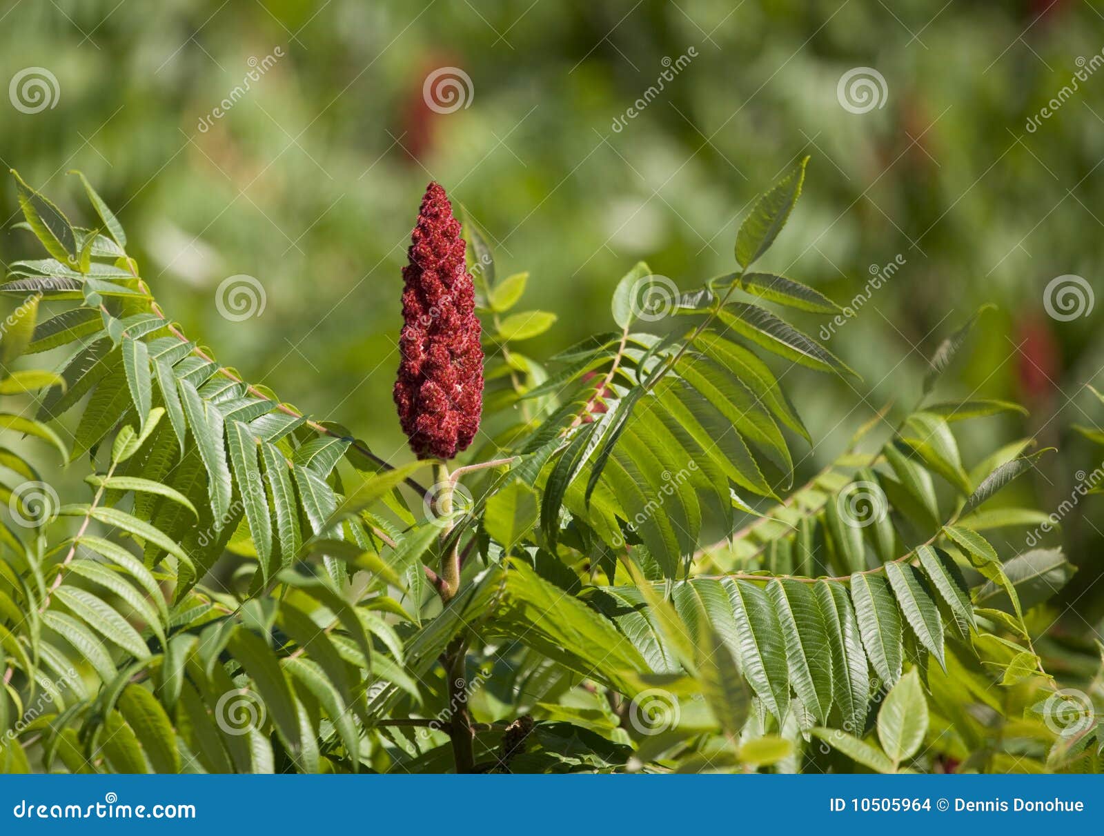 Landscape Sumac background stock photo. Image of tree 10505964