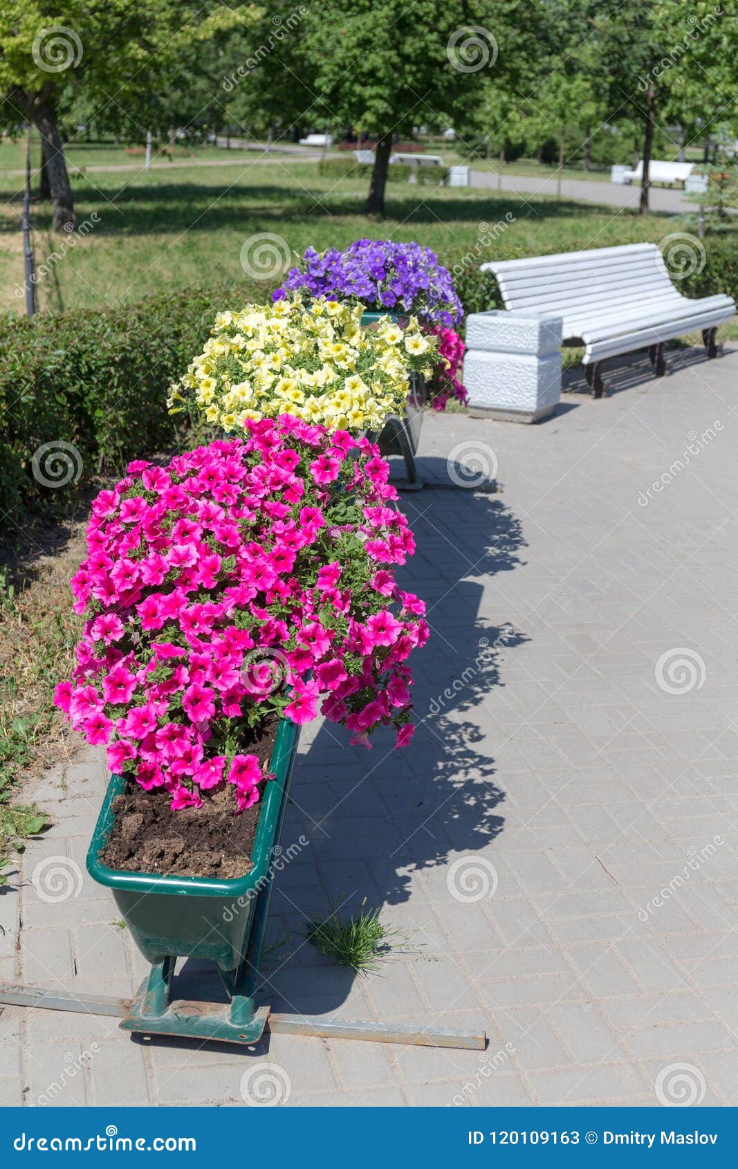 Landscape in a summer park stock image. Image of petunia 120109163