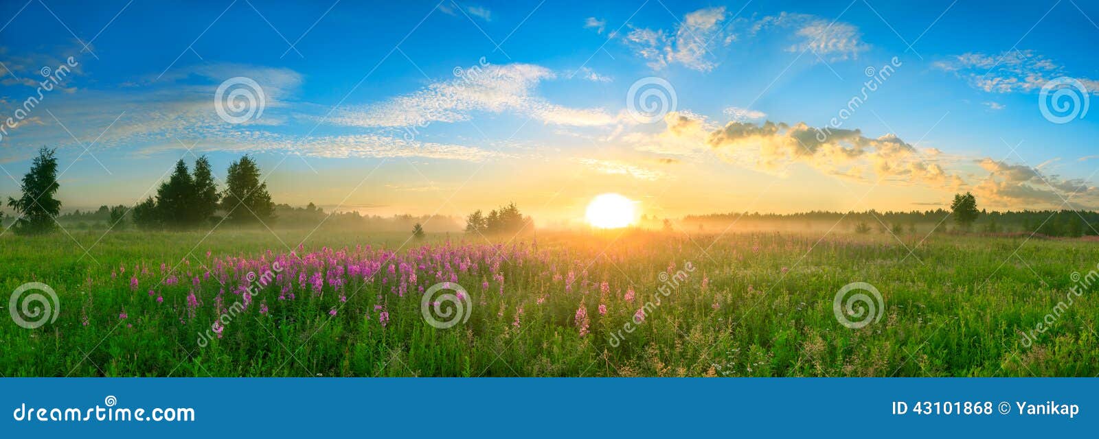 landscape with the sunrise, a blossoming meadow panorama