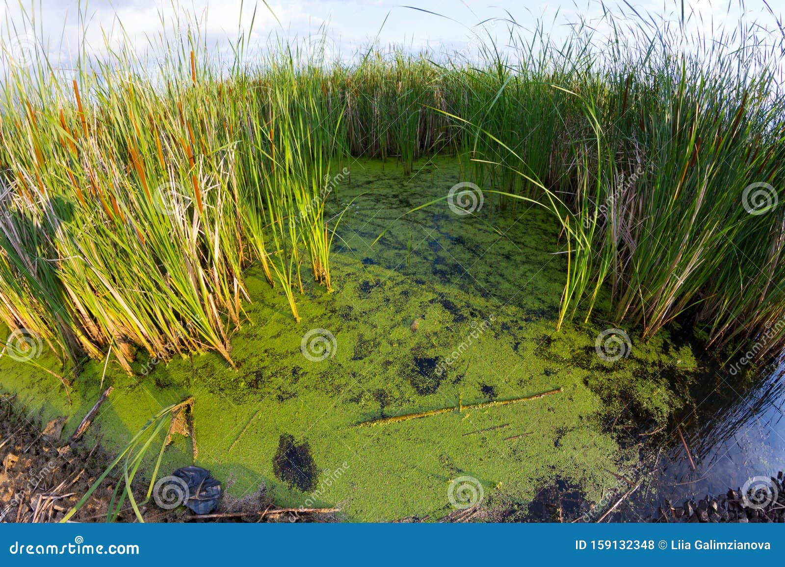 landscape of swamp