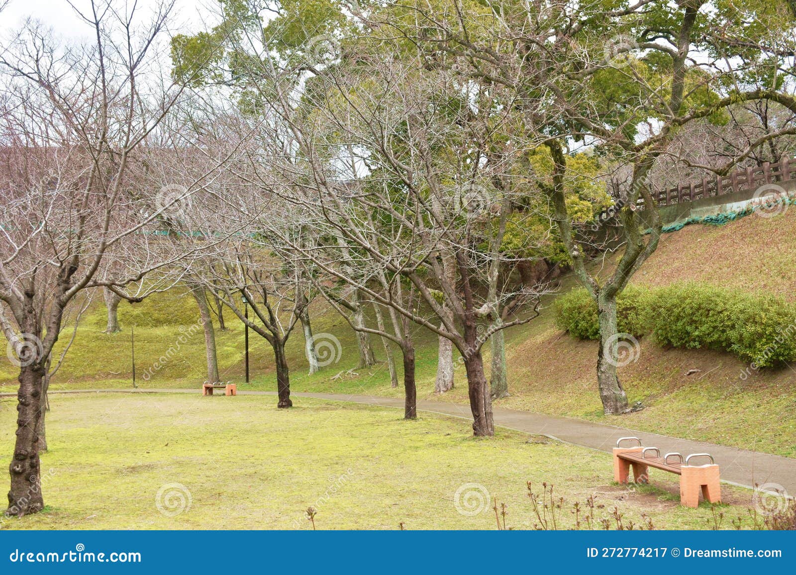 Landscape of Tree and Grass Field in Garden on Japan Stock Image