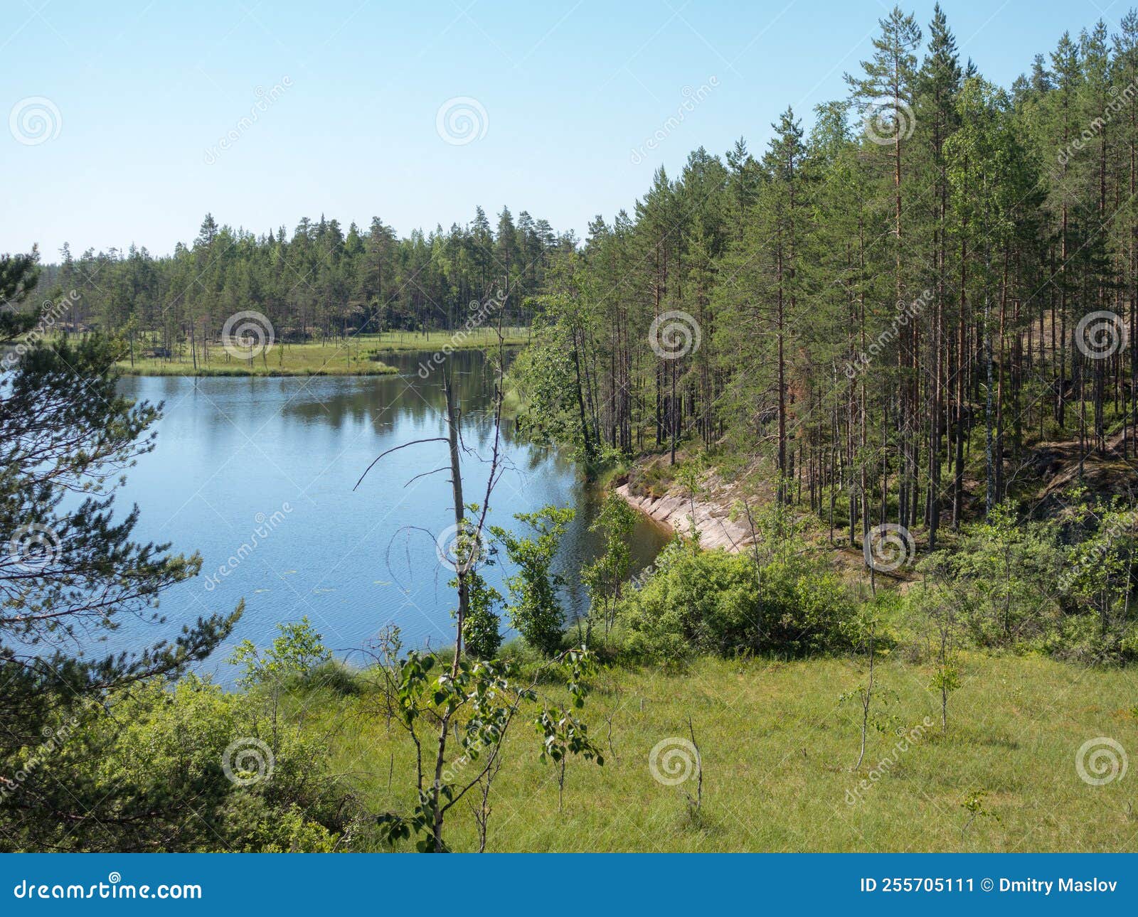 Forest lake in summer stock image. Image of lake, outdoor 255705111