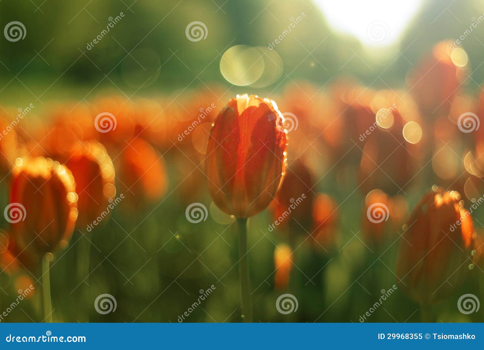 Tulips on blur background stock image. Image of macro 29968355