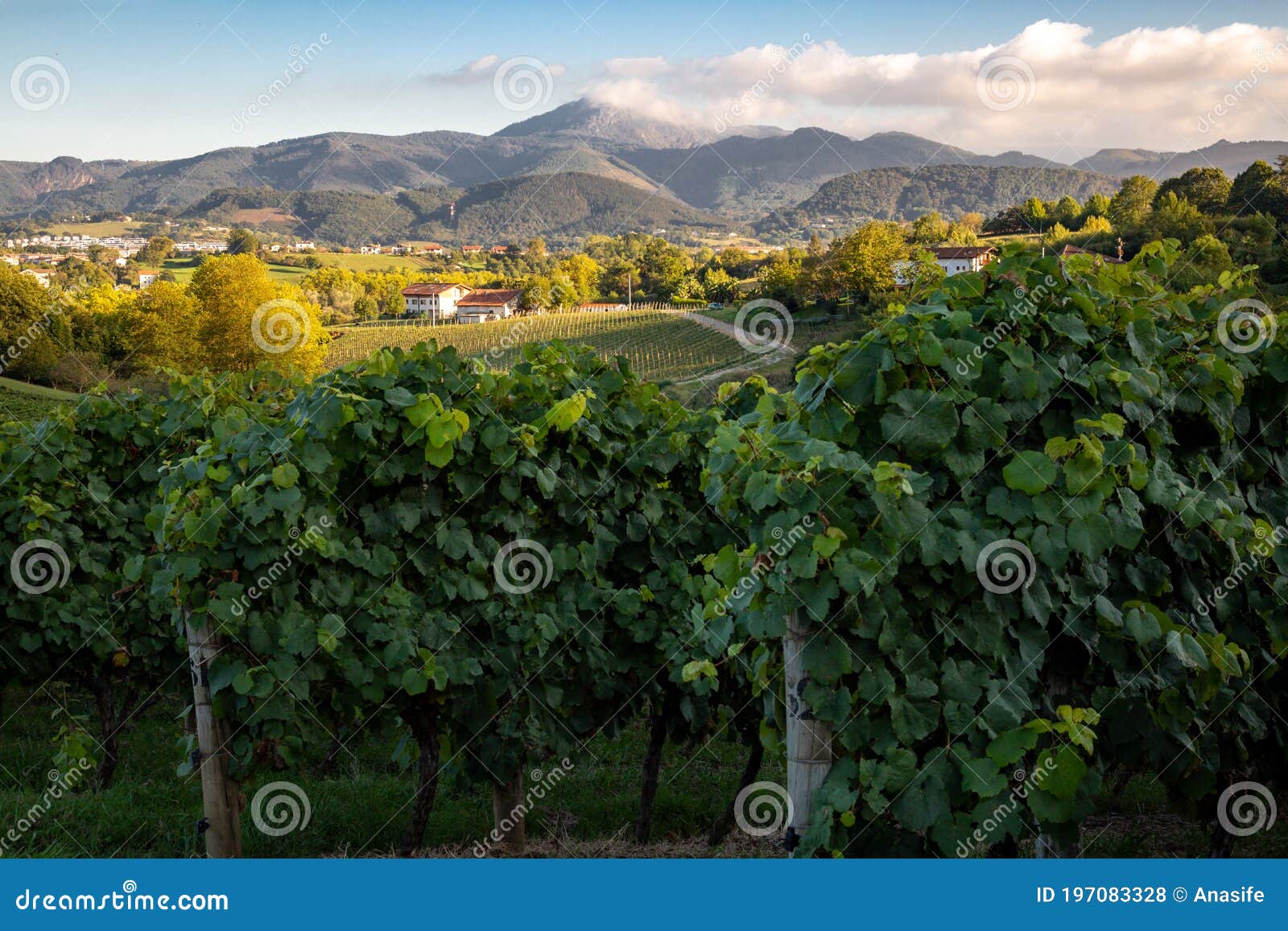 landscape of txakoli vineyard in hondarribia in the basque country