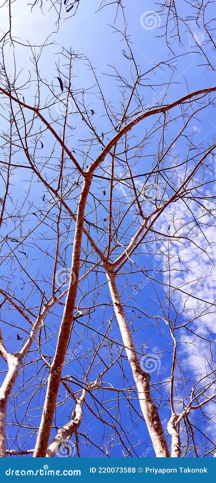 brush tree, with blue sky, white clouds