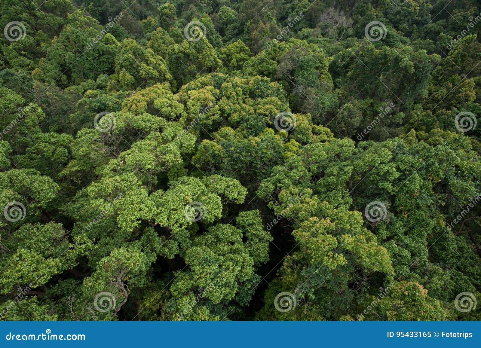 Landscape View of Dry Tropical Evergreen Forest,Thailand Stock Image