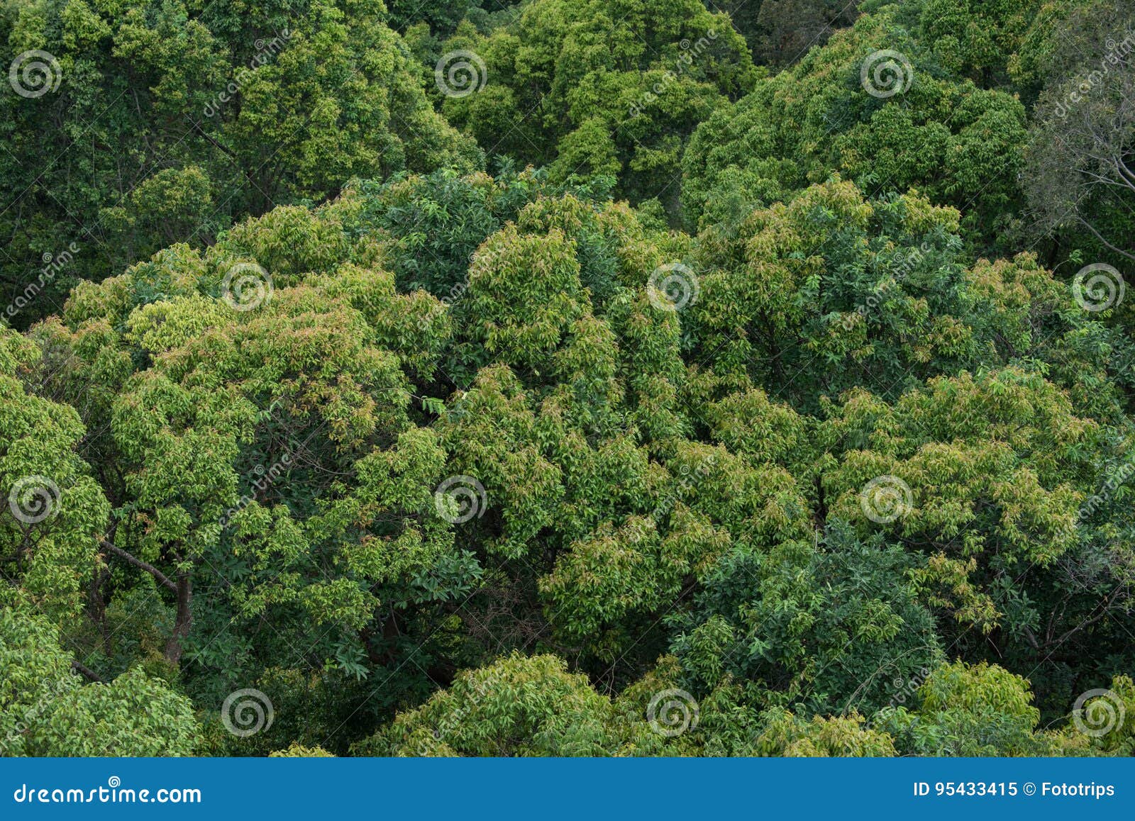 Landscape View of Dry Tropical Evergreen Forest,Thailand Stock Image