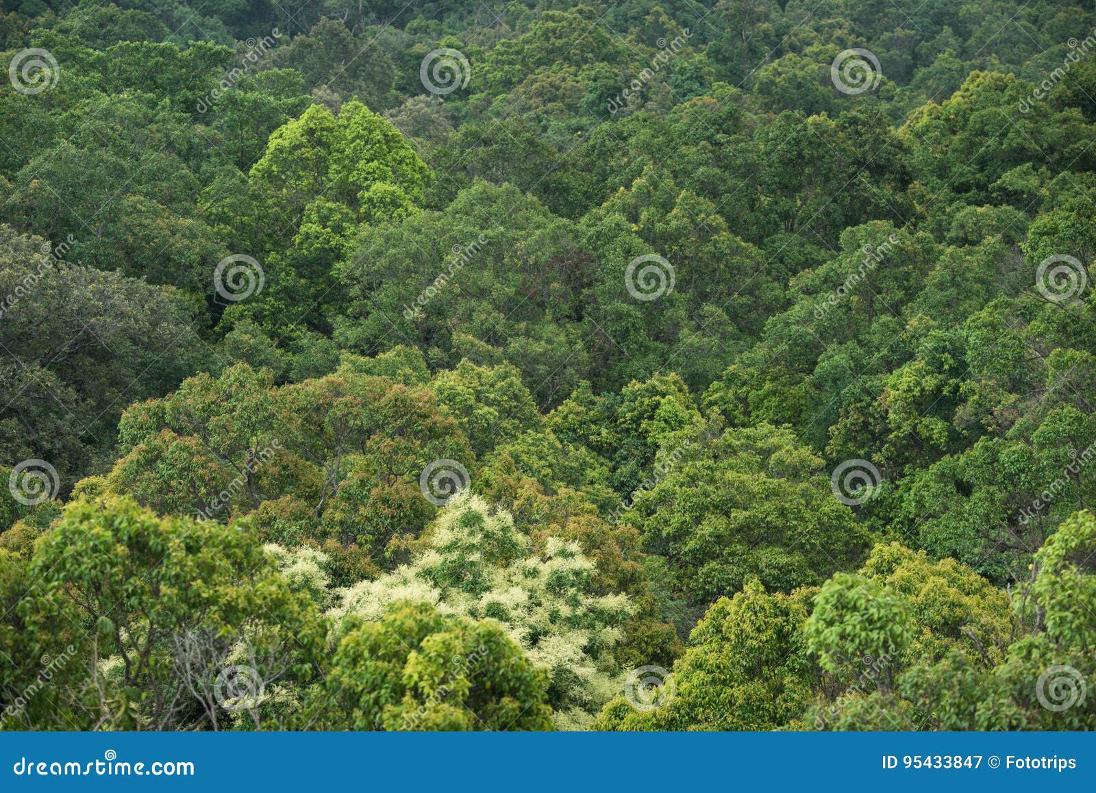 Landscape View of Dry Tropical Evergreen Forest,Thailand Stock Image