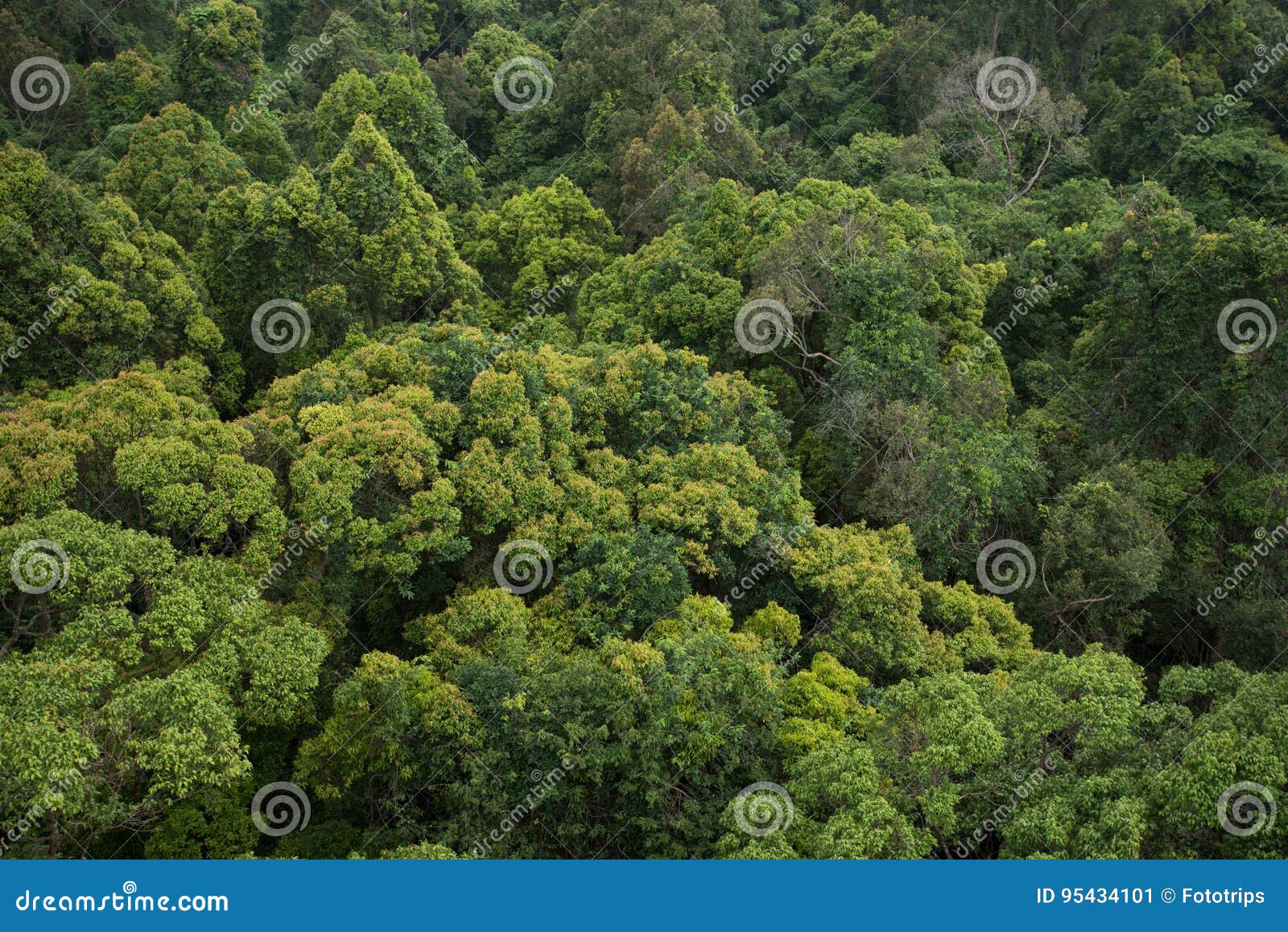Landscape View of Dry Tropical Evergreen Forest,Thailand Stock Image
