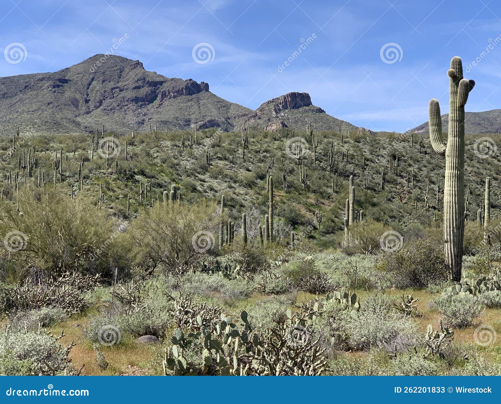 landscape view of the sonoran desert with cactus in cave cree, arizona