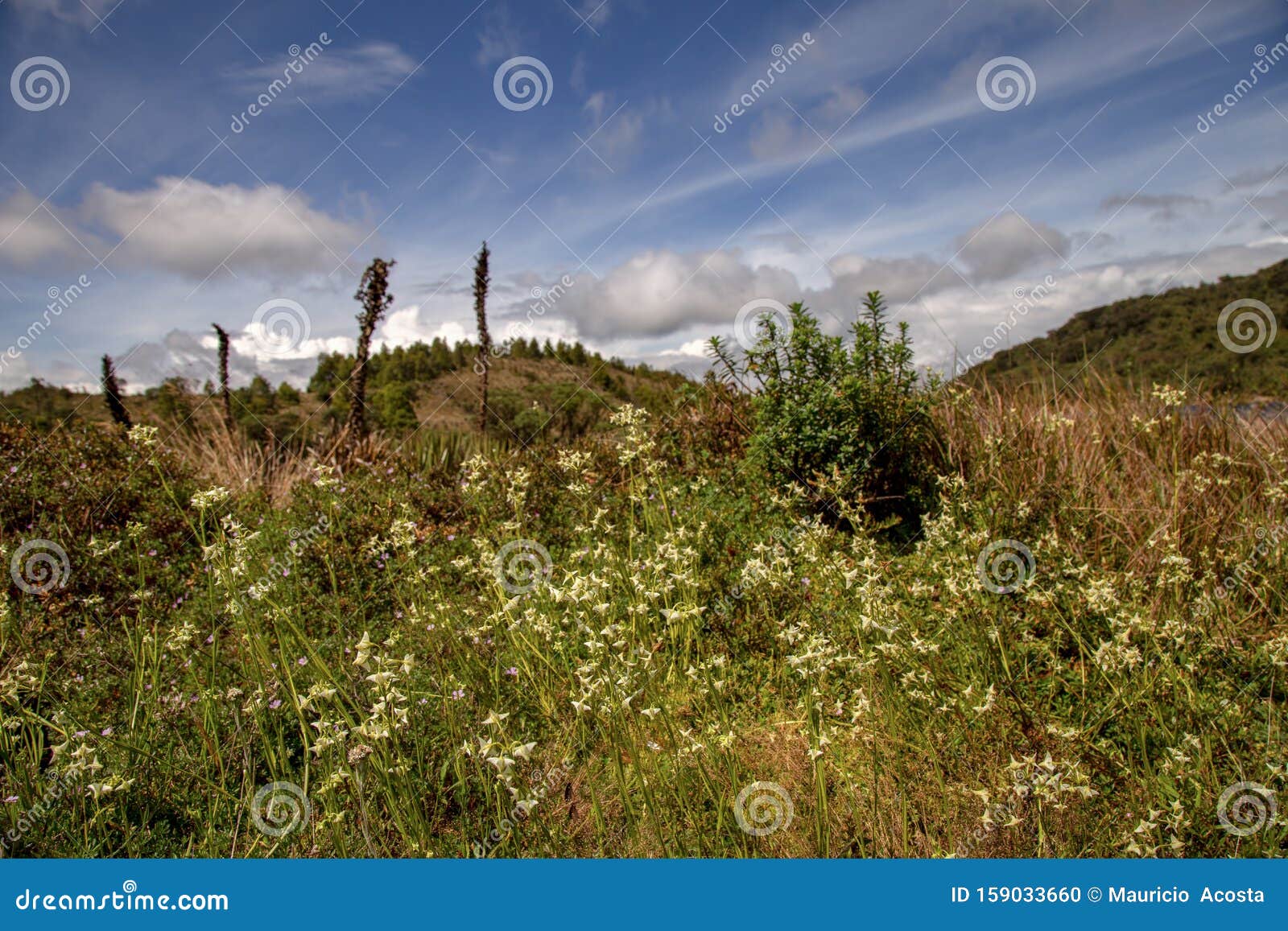 landscape view of the teatinos paramo with white tiny flowers in the foreground