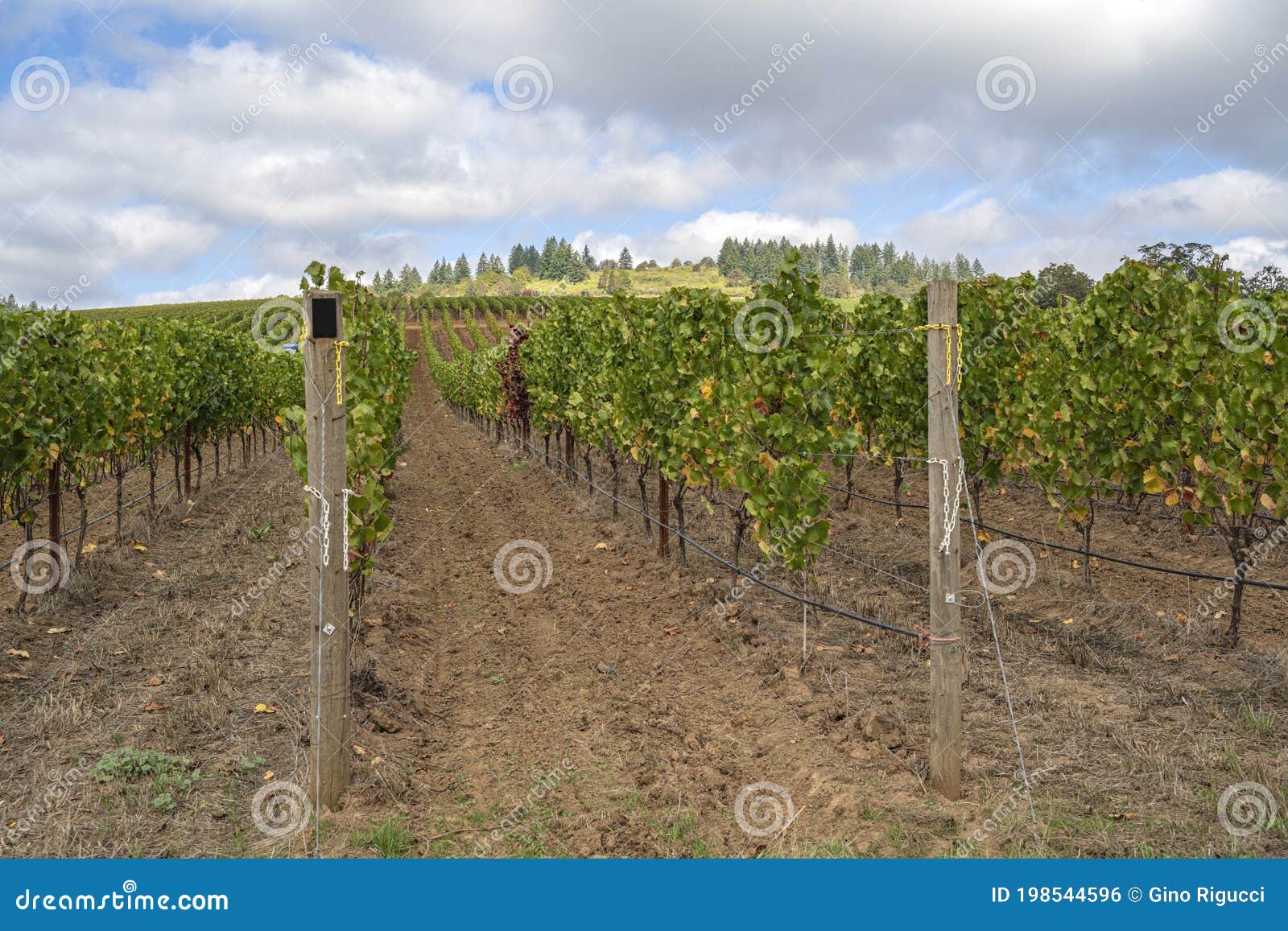 Landscape of Vines in a Row Oregon State Stock Photo Image of landscape, farmland 198544596