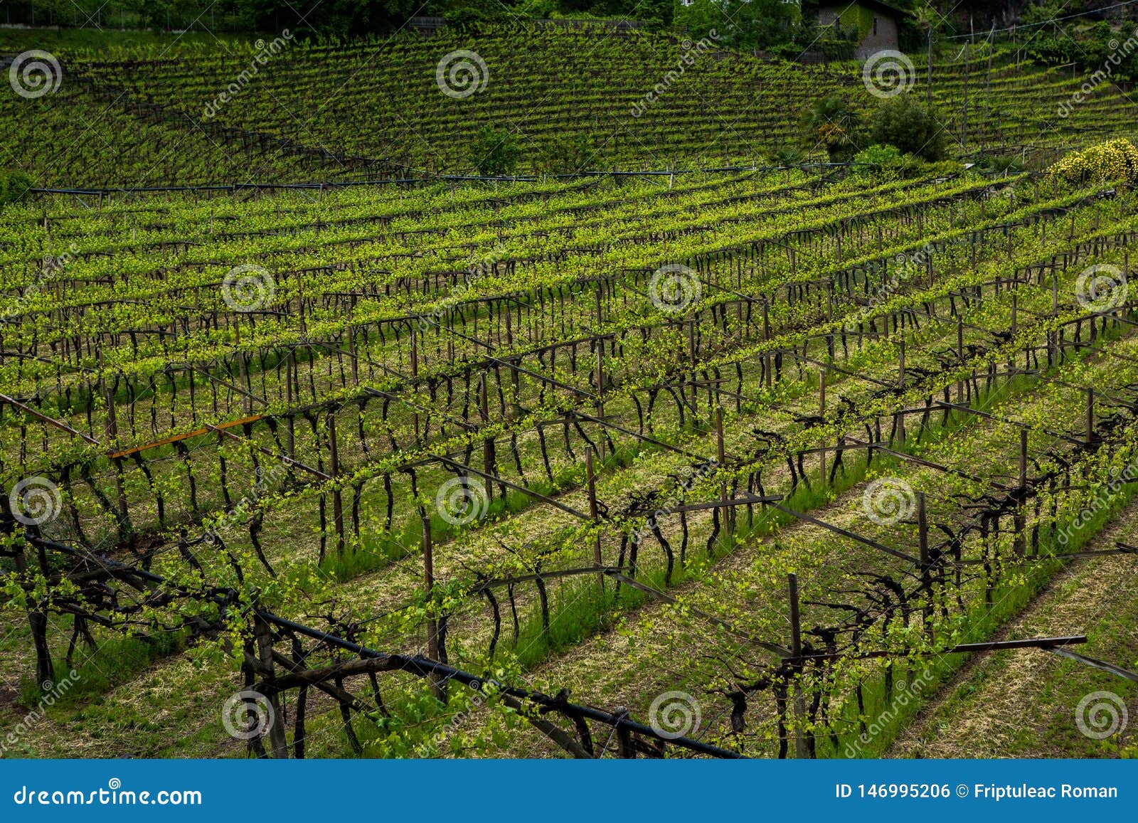 Landscape of Vineyard in Italy. Spring Landscape with Green Vineyards ...