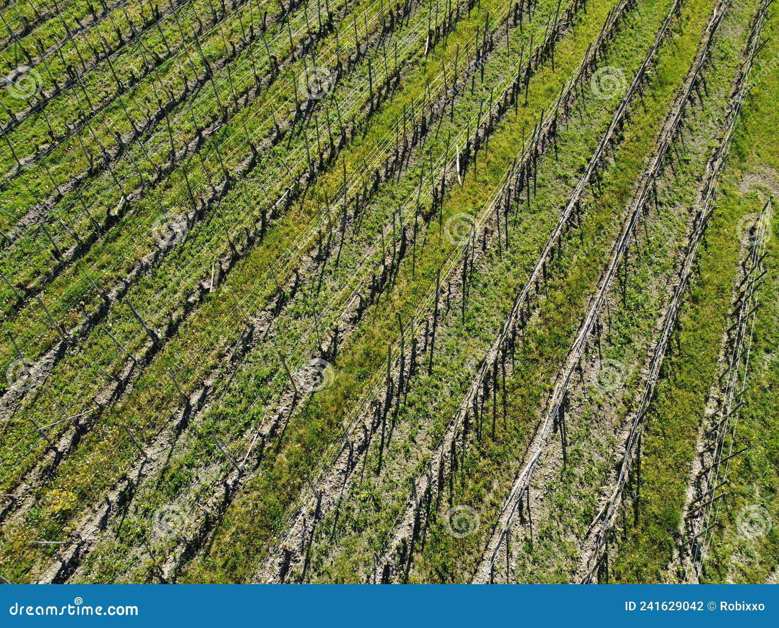 landscape of the vineyards of the piedmontese langhe, taken from above with a drone