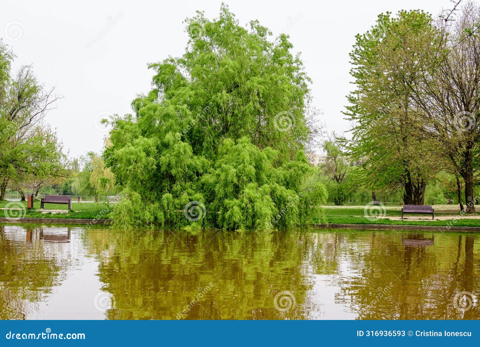 water and green weeping willow trees on the shoreline of titan lake in alexandru ioan cuza (ior) park in bucharest
