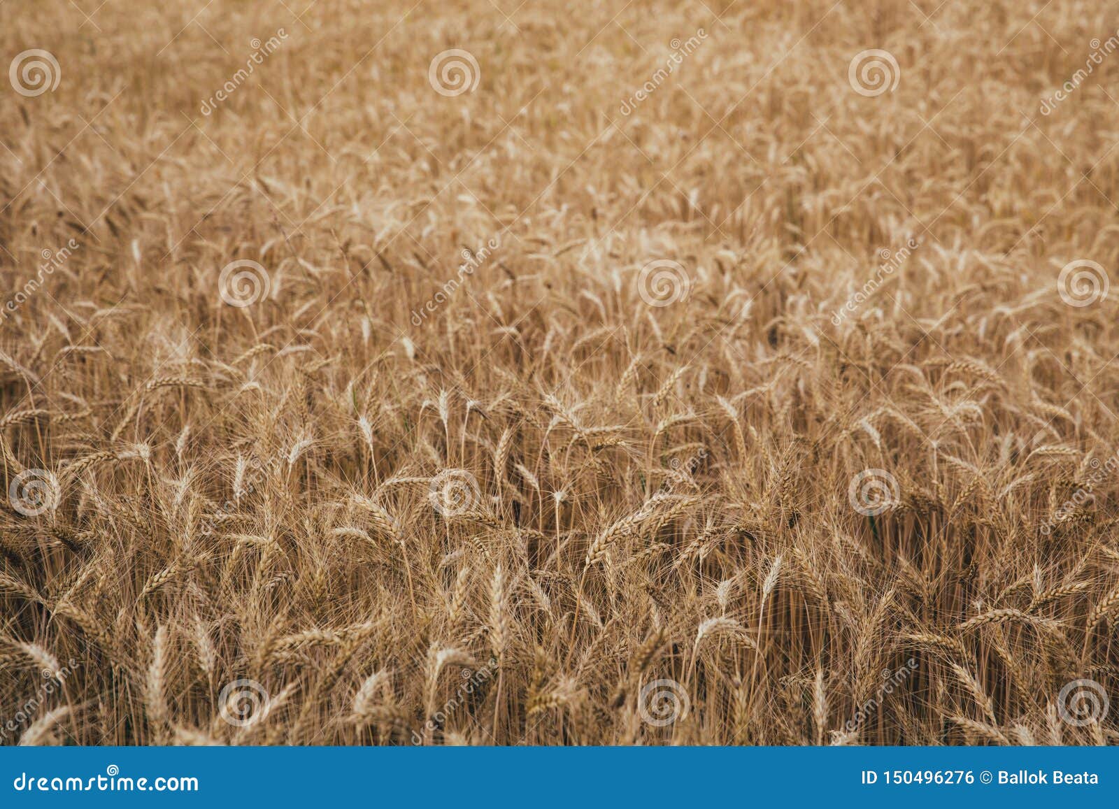 Landscape of Wheat Field at Sunset after Rain Stock Photo - Image of