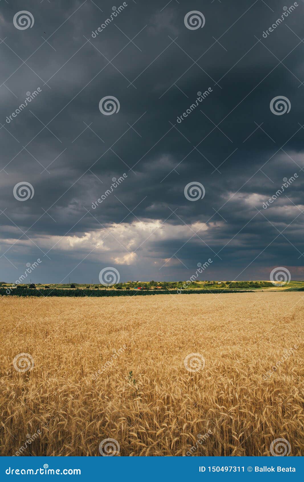 Landscape of Wheat Field at Sunset after Rain Stock Image - Image of