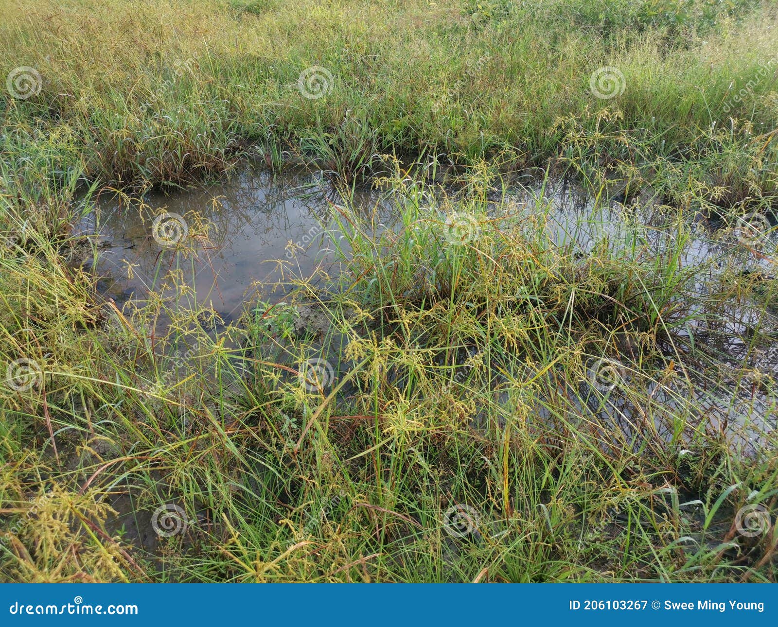 Wild Cyperus Strigosus Grass Growing Around the Muddy Fields of Puddle