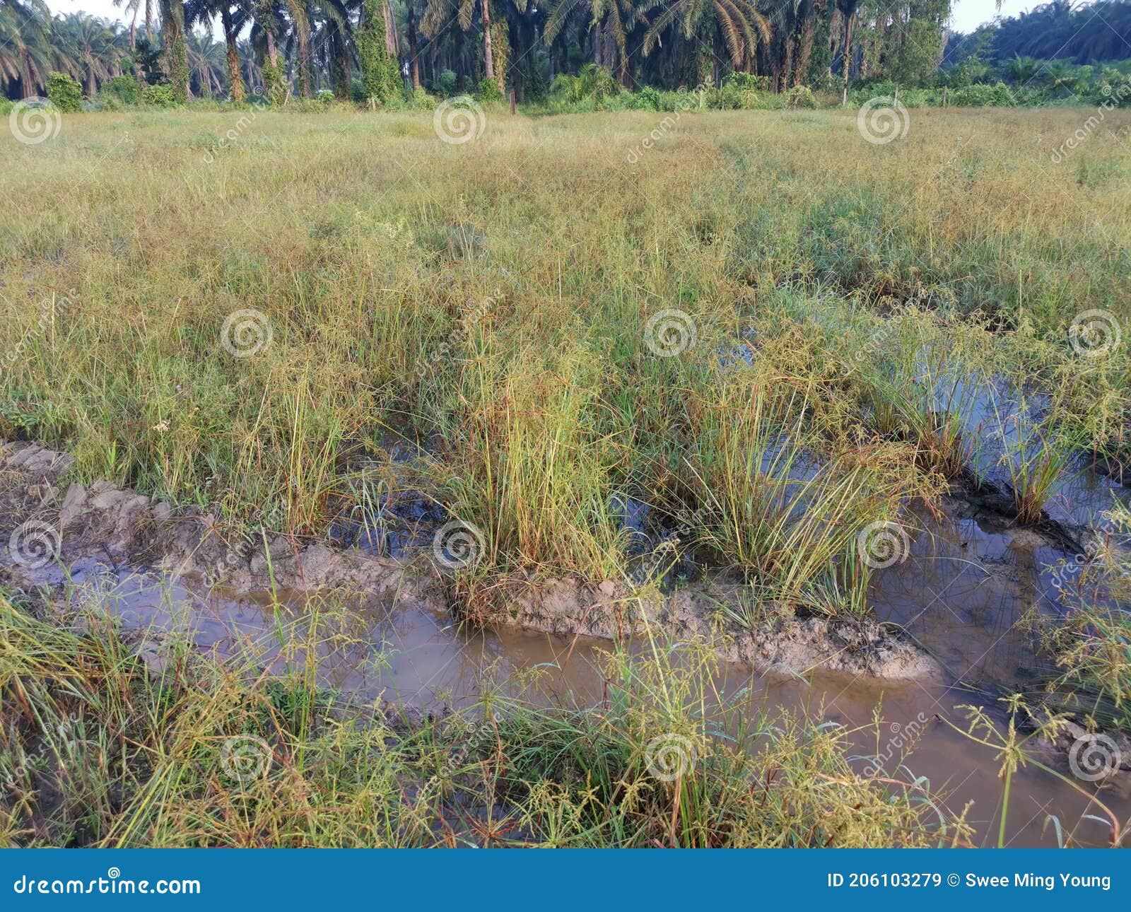 Wild Cyperus Strigosus Grass Growing Around the Muddy Fields of Puddle