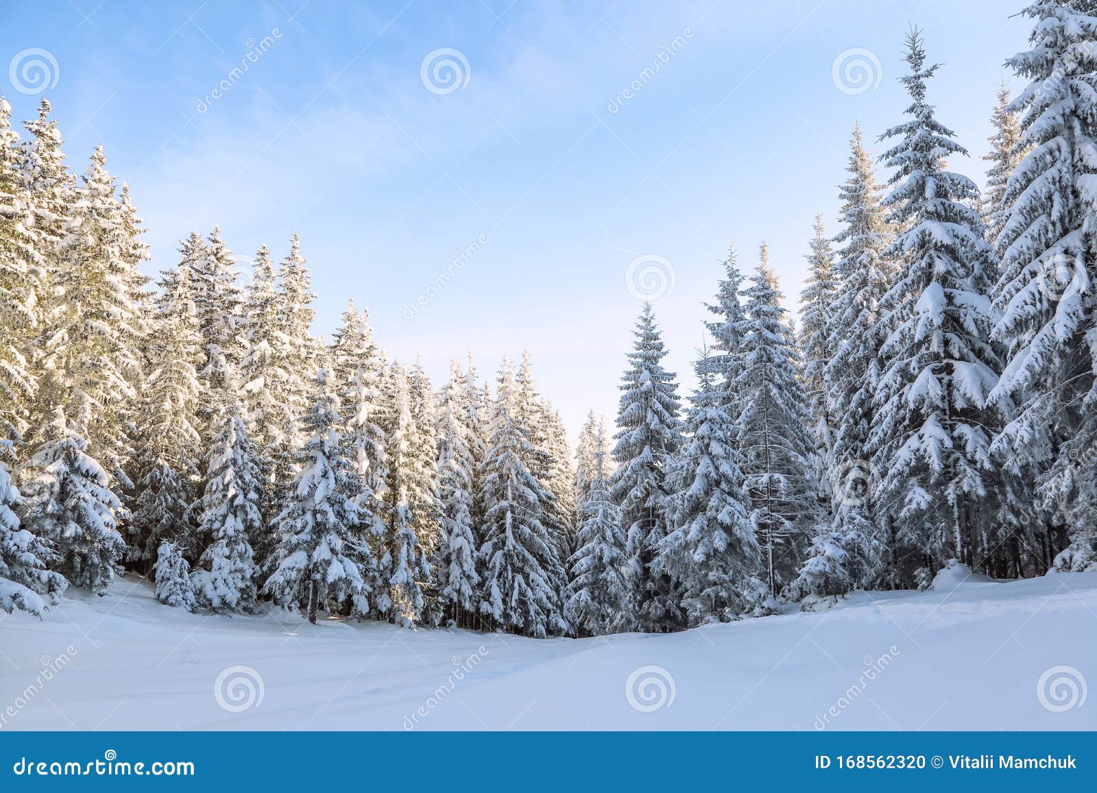 Landscape Winter Forest in Cold Sunny Day. the Fluffy Pine Trees Covered  with White Snow. Wallpaper Snowy Background Stock Photo - Image of cloud,  mountain: 168562320