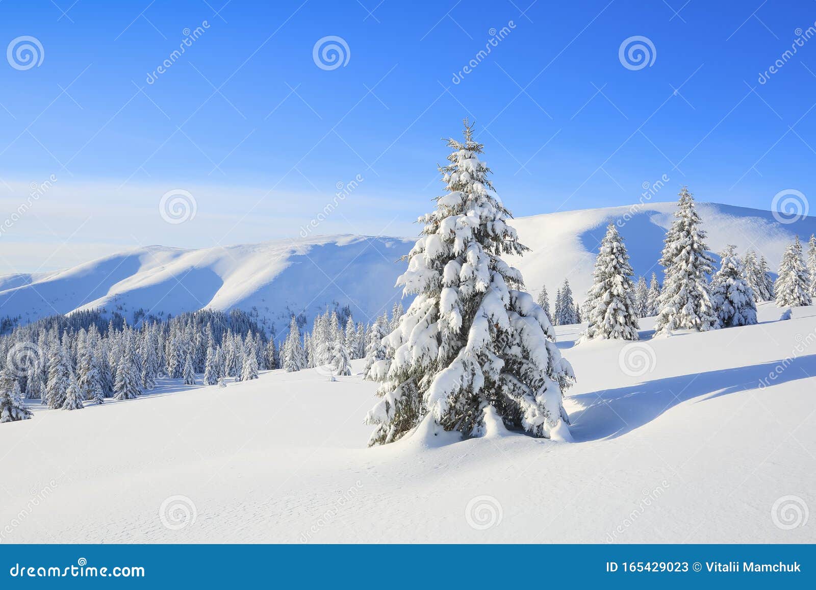 Snowy Landscape Wallpaper With Trees Snow White Winter Background