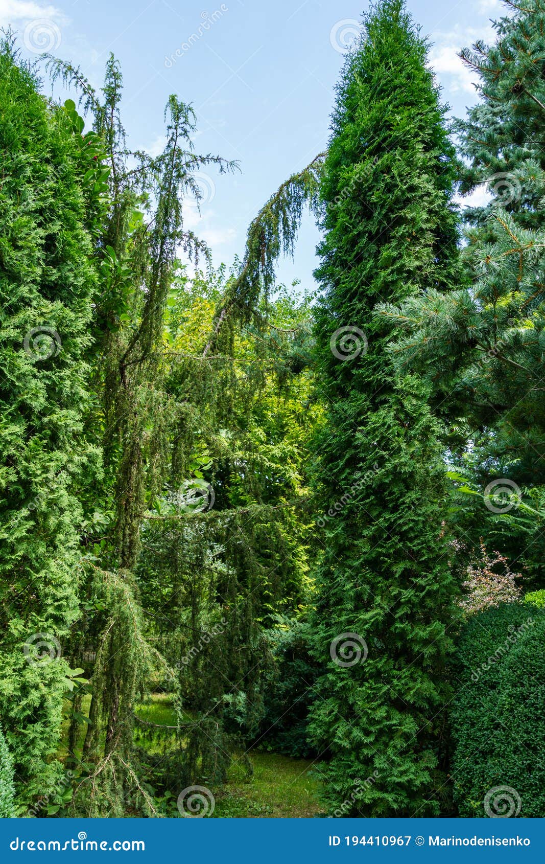 landscaped evergreen garden with juniper juniperus communis horstmann and thuja occidentalis columna